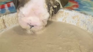 Young Pup Smacks on Soft Food