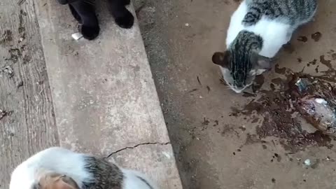 Cat Cute Eating Fish 🐠