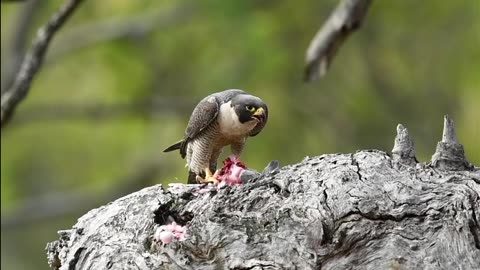Lunchtime for a Peregrine Falcon: A Look at Everyday Moments in the Bird's Life.