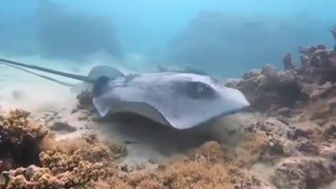 Stingray 🌊 One Of The Most Dangerous Ocean Creatures In The World #shorts #oceancreatures #stingray
