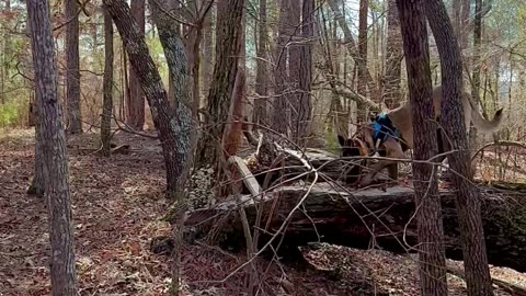 Belgian Malinois plays on obstacles in the woods.