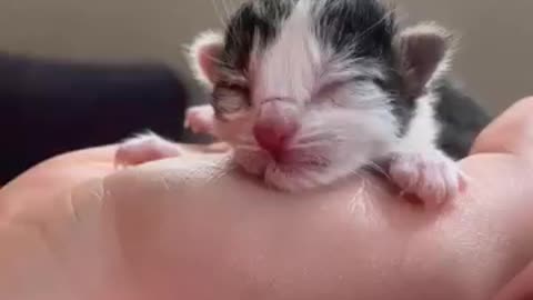 New Born Cat Video