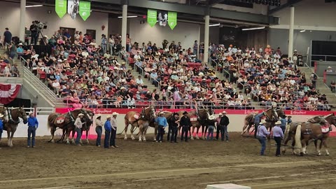 Calgary Stampede Heavy Horse Pull Competition 8000-11000 Pound