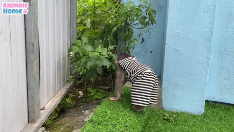 Smart BiBi helps dad feed baby parrots