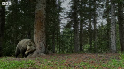 Bears Dancing in The Forest | Wildlife | Mysterious Wildlife | Animals
