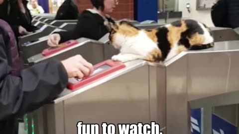 The cat on the train