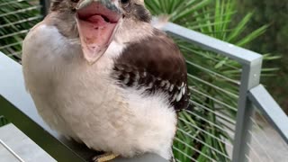 Baby Kookaburra Looks Like It's Smiling