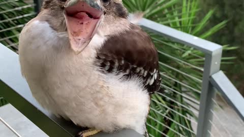 Baby Kookaburra Looks Like It's Smiling