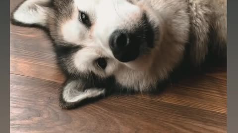 #nap #dog #dogsofinstagram #doglife #alaskanmalamute