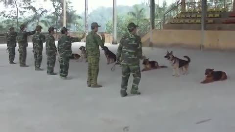 Watch the dogs discipline the army and the soldiers