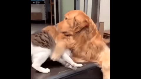 Dog And Cat Funny