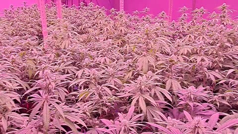 Inside a Massachusetts Recreational Cannabis Cultivation Facility - A Look at the Flower Room