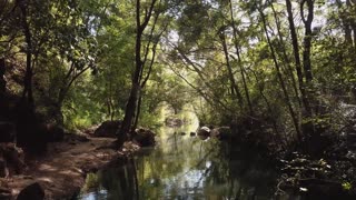 Forest stream in the sunlight