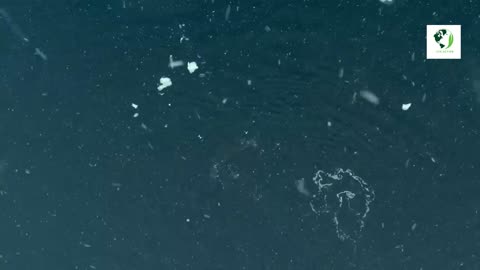 humpback whales attempt to disrupt a killer whale hunt in Antarctica