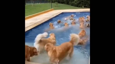 SWIMMING TIME FOR ADORABLE GOLDEN RETREIVER.mp4