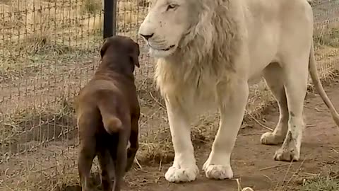Cute Lion Gives Smooches to Puppy's Paw!