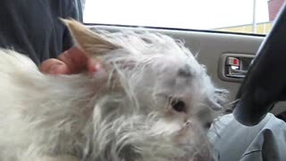 Chase - rescued the day she was scheduled to be euthanized (video By Eldad Hagar). Please subscribe