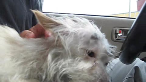 Chase - rescued the day she was scheduled to be euthanized (video By Eldad Hagar). Please subscribe