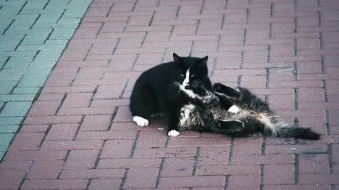 The cat caresses his wife in the middle of the street and does not mind Haha