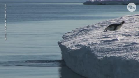 Emperor penguins risk extinction due to melting sea ice | USA TODAY