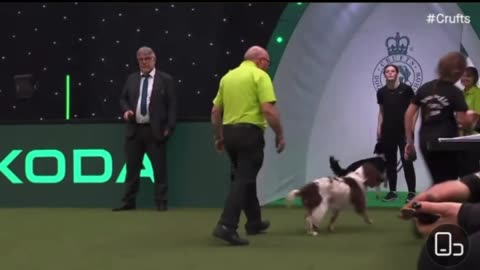 Agility race: border collie is "dimension reduction strike" to other dogs