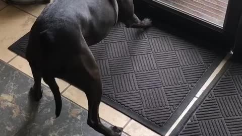 Dog Attacks Bird Sitting Outside From the Other Side of Glass Door