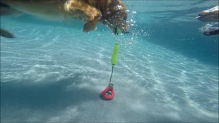 Oh No! Watch out! 2 Golden Retrievers Campbell & Rusty dive underwater for same kong dog toy