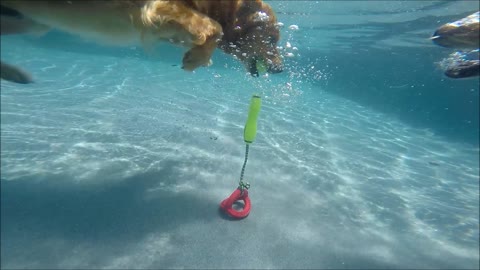 Oh No! Watch out! 2 Golden Retrievers Campbell & Rusty dive underwater for same kong dog toy