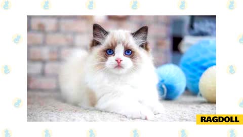 Most Popular Cat Breeds For First Time Owner