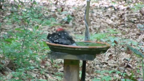 Huge pileated woodpecker in a small bath
