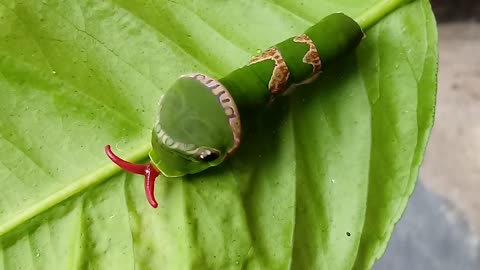 A caterpillar with a snake's tongue .Snake head