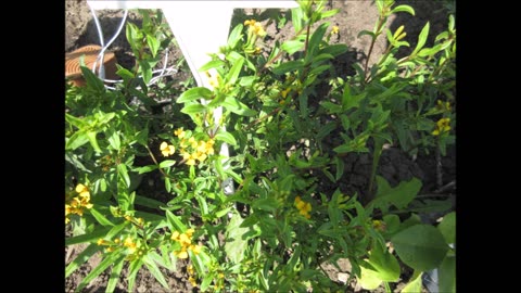 Medicinal And Culinary Mexican Mint Marigold Sept 2022