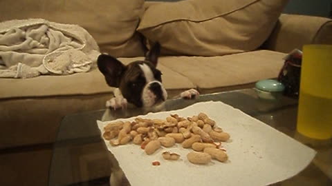 Puppy desperately attempts to eat peanuts, adorably fails