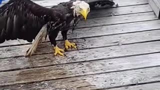 Rescuing a Bald Eagle