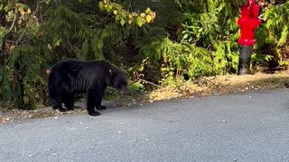 Black Bear Stand-Off With Barking Dog