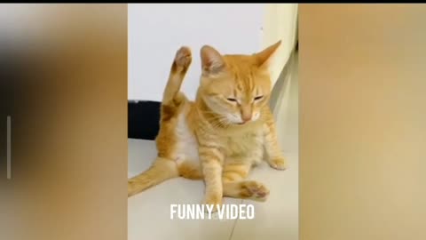 Hilarious Animal Antics: When Pets Take Over the Comedy Stage!"
