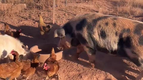 H5 Ranch's Pig Pen Buffet: Pigs, Chickens, and Goat Dining Together