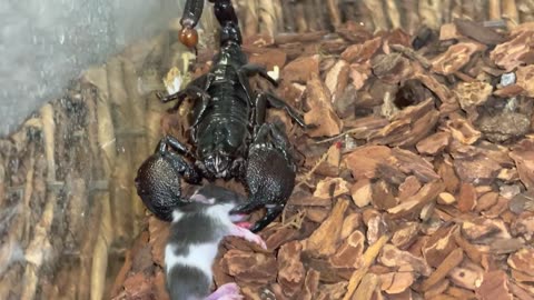 Emperor scorpion Vs Goliath Bird eater Live Feeding Mice - Which Predator pet Is Better
