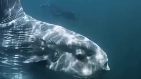 The Big Sunfish or Mola Mola