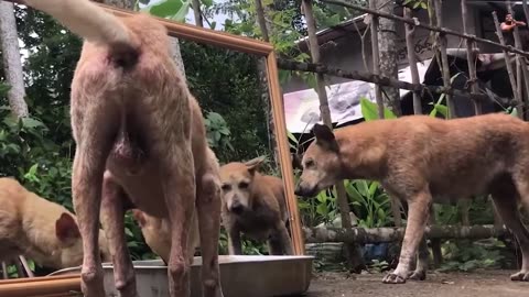 Terrifying Animal vs Mirror Prank | Funniest Video Ever