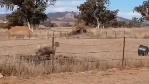 Epic Sheep Fail: Hilarious Bucket Head Salto Caught on Camera!