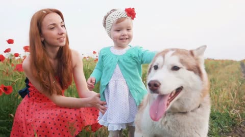 Mother and her little daughter playing with siberian husky dog in poppy field🥰🥰