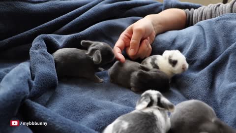 A collection of the cutest baby bunny rabbits ever
