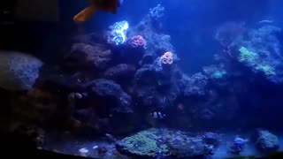 Hand Feeding My First Snowflake Eel - I