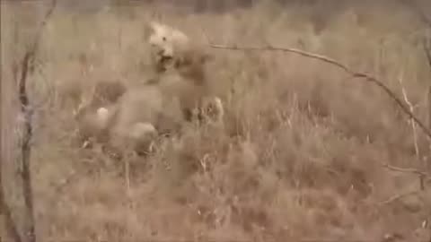 'Lions fights' Male Lions Kills Male Lion Wild Animals Fight To The Death