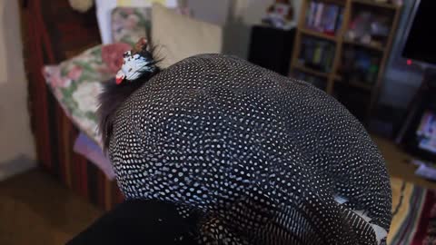 Happy guinea fowl sits on owner's arm