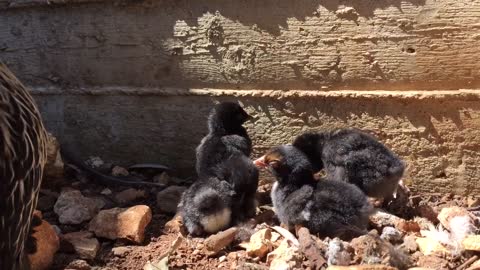 Baby chicks preening and napping