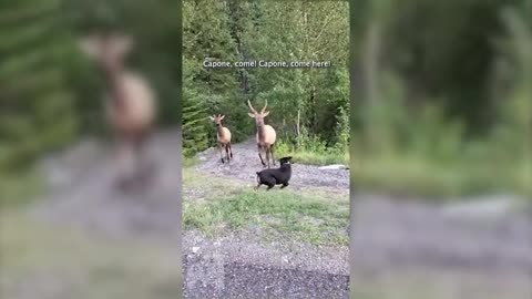 Ignorant tourists unleash dog on elk in National park