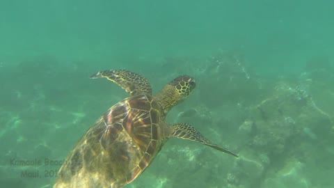 Baby sea turtle