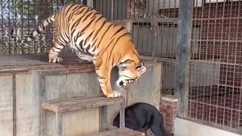 Good relations with Tiger and dog.
